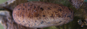 Pupa, top view: Long-tailed Pea-blue (Lampides boeticus)