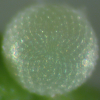 Egg, egg: Plumbago Blue (Leptotes plinius pseudocassius)