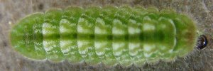 Final instar larva, top view: Plumbago Blue (Leptotes plinius pseudocassius)