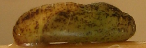 Pupa, side view: Plumbago Blue (Leptotes plinius pseudocassius)