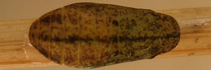 Pupa, top view: Plumbago Blue (Leptotes plinius pseudocassius)