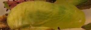 Pupa, side view: Plumbago Blue (Leptotes plinius pseudocassius)