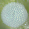 Egg, egg: Small Pied Blue (Megisba strongyle nigra)