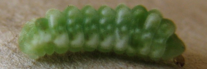 Early instar larva, side view: Small Pied Blue (Megisba strongyle nigra)