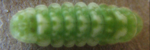 Early instar larva, top view: Small Pied Blue (Megisba strongyle nigra)