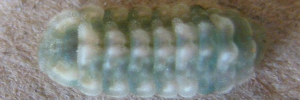 Final instar larva, top view: Small Pied Blue (Megisba strongyle nigra)