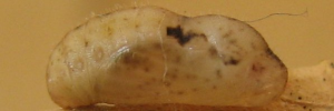 Pupa, side view: Small Pied Blue (Megisba strongyle nigra)