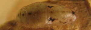 Pupa, top view: Small Pied Blue (Megisba strongyle nigra)