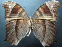 Adult, male, underside: Evening Brown (Melanitis leda bankia)
