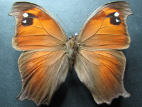 Adult, female, upperside: Evening Brown (Melanitis leda bankia)