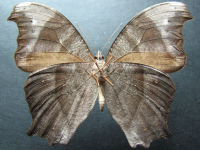 Adult, female, underside: Evening Brown (Melanitis leda bankia)