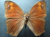 Adult, male, upperside: Evening Brown (Melanitis leda bankia)