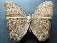 Adult, male, underside: Evening Brown (Melanitis leda bankia)