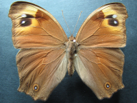 Adult, female, upperside: Evening Brown (Melanitis leda bankia)