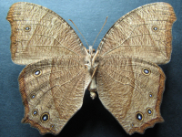Adult, female, underside: Evening Brown (Melanitis leda bankia)