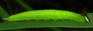 Final instar larva, side view: Evening Brown (Melanitis leda bankia)
