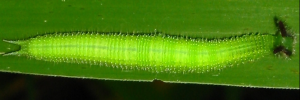 Final instar larva, top view: Evening Brown (Melanitis leda bankia)