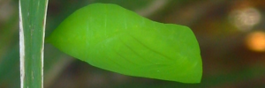 Pupa, side view: Evening Brown (Melanitis leda bankia)