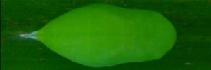 Pupa, top view: Evening Brown (Melanitis leda bankia)