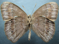 Adult, male, underside: Dingy Bush-brown (Mycalesis perseus perseus)
