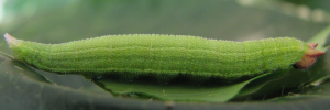 Final instar larva, side view: Dingy Bush-brown (Mycalesis perseus perseus)