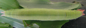 Final instar larva, top view: Dingy Bush-brown (Mycalesis perseus perseus)
