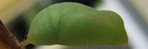 Pupa, side view: Dingy Bush-brown (Mycalesis perseus perseus)