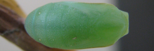 Pupa, top view: Dingy Bush-brown (Mycalesis perseus perseus)
