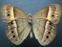 Adult, male, underside: Orange Bush-brown (Mycalesis terminus terminus)
