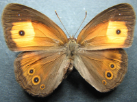 Adult, female, upperside: Orange Bush-brown (Mycalesis terminus terminus)