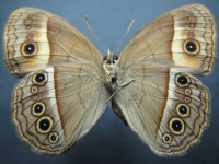 Adult, female, underside: Orange Bush-brown (Mycalesis terminus terminus)