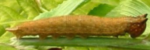 Final instar larva, side view: Orange Bush-brown (Mycalesis terminus terminus)