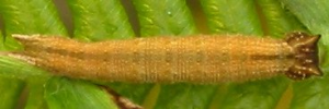 Final instar larva, top view: Orange Bush-brown (Mycalesis terminus terminus)
