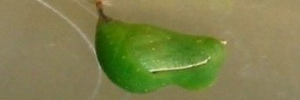 Pupa, side view: Orange Bush-brown (Mycalesis terminus terminus)