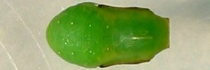Pupa, top view: Orange Bush-brown (Mycalesis terminus terminus)
