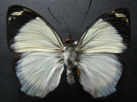 Adult, male, upperside: Jezebel Nymph (Mynes geoffroyi guerini)
