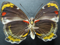 Adult, male, underside: Jezebel Nymph (Mynes geoffroyi guerini)