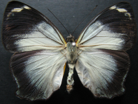 Adult, female, upperside: Jezebel Nymph (Mynes geoffroyi guerini)