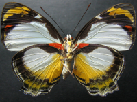 Adult, male, underside: Jezebel Nymph (Mynes geoffroyi guerini)