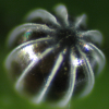Egg, egg: Jezebel Nymph (Mynes geoffroyi guerini)