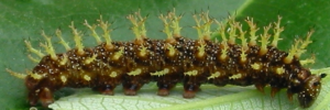 Final instar larva, side view: Jezebel Nymph (Mynes geoffroyi guerini)