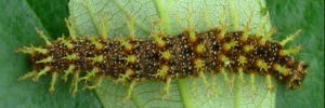 Final instar larva, top view: Jezebel Nymph (Mynes geoffroyi guerini)