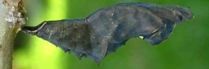 Pupa, side view: Jezebel Nymph (Mynes geoffroyi guerini)