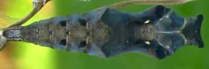 Pupa, top view: Jezebel Nymph (Mynes geoffroyi guerini)