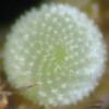 Egg, egg: Large Purple Line-blue (Nacaduba berenice berenice)