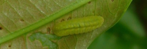 Final instar larva, top view: Large Purple Line-blue (Nacaduba berenice berenice)