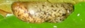 Pupa, side view: Large Purple Line-blue (Nacaduba berenice berenice)