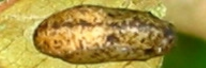 Pupa, top view: Large Purple Line-blue (Nacaduba berenice berenice)