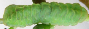 Final instar larva, top view: White-banded Line-blue (Nacaduba kurava parma)