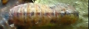 Pupa, top view: White-banded Line-blue (Nacaduba kurava parma)